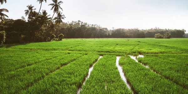 Rice fields, Sri Lanka 